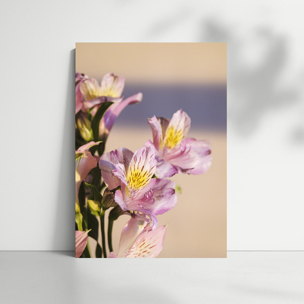 Spring Alyssum: Floral Symphony for Your Interior