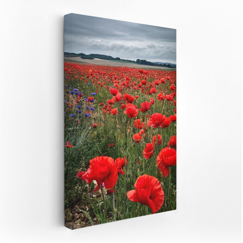Scarlet Poppy Festival: Bright Flowers for the Interior