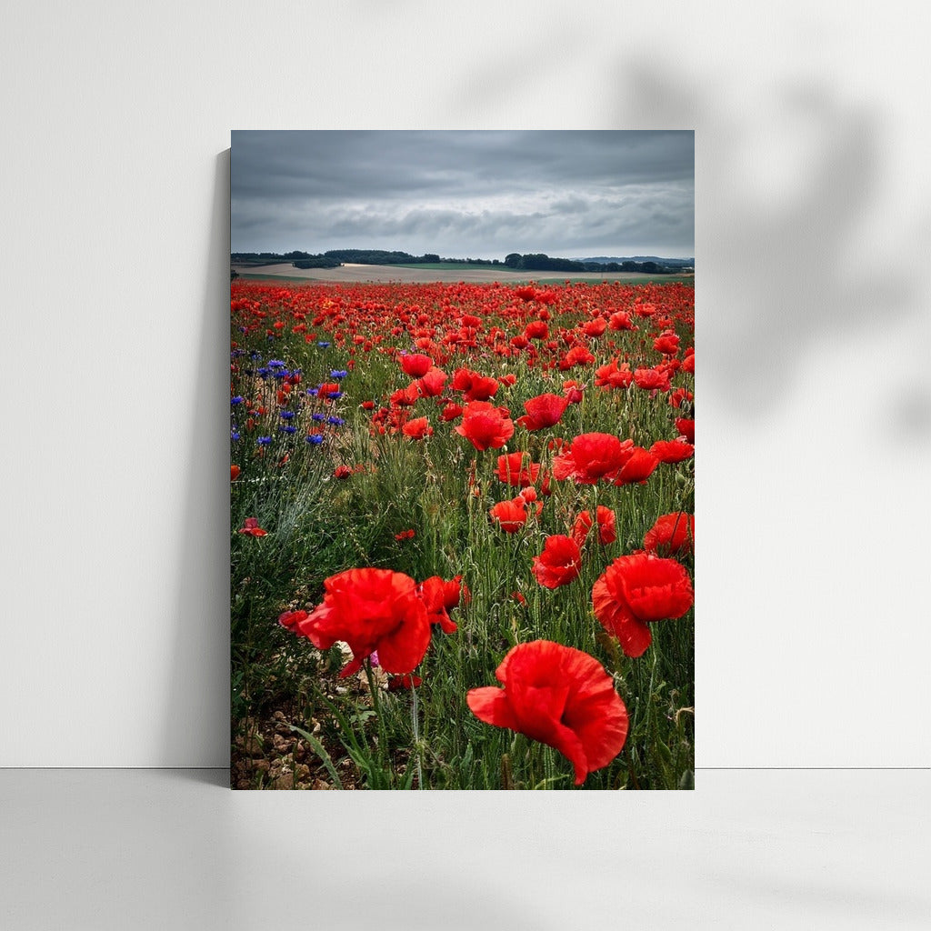 Scarlet Poppy Festival: Bright Flowers for the Interior