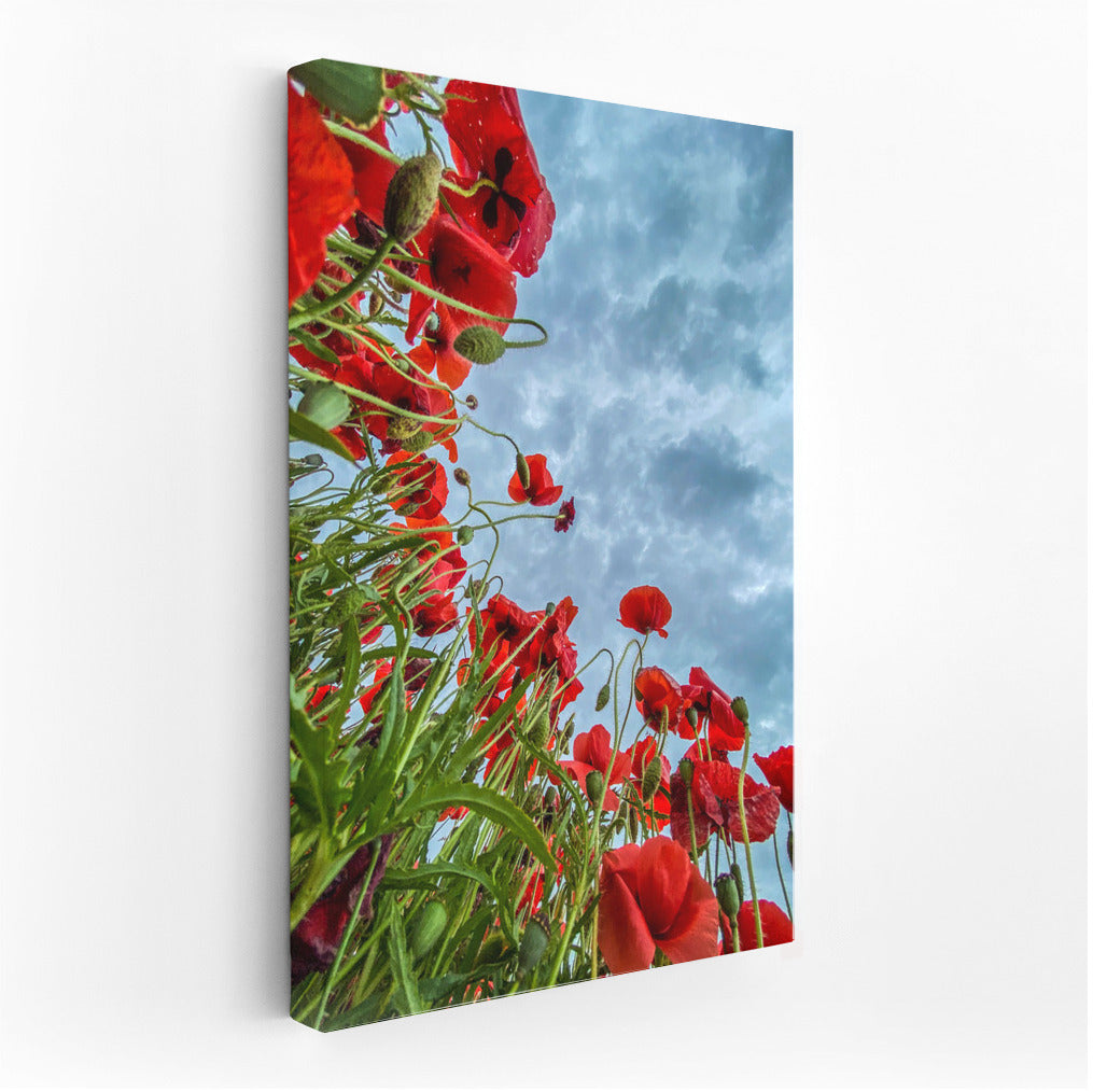 Celestial Poppies: Vibrant Flowers for Inspiration