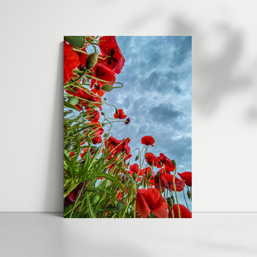 Celestial Poppies: Vibrant Flowers for Inspiration
