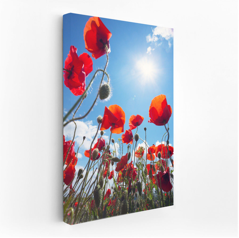 Flaming Poppies: A Vibrant Floral Accent for the Interior