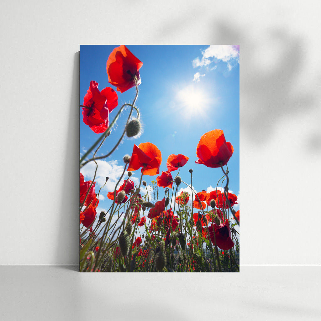 Flaming Poppies: A Vibrant Floral Accent for the Interior