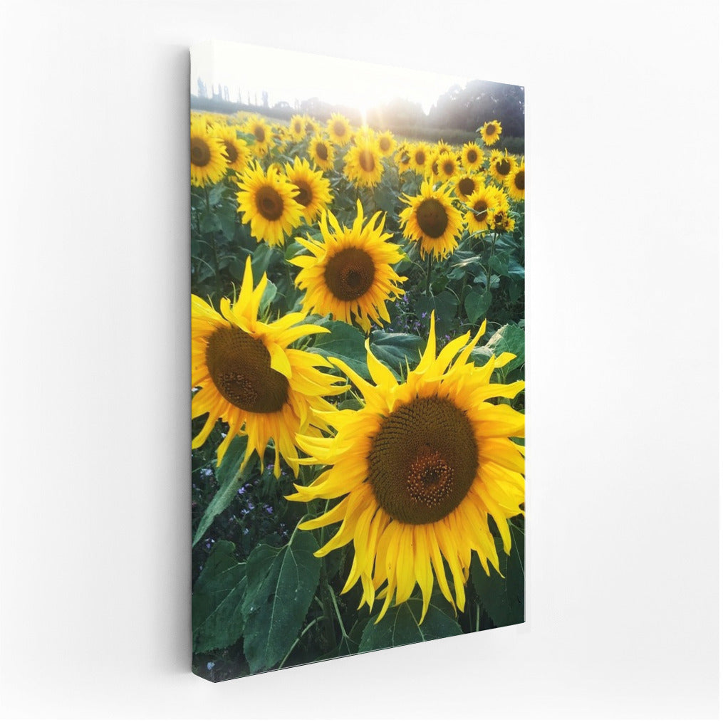 Sunny Sunflowers: Summer Field in Your Interior
