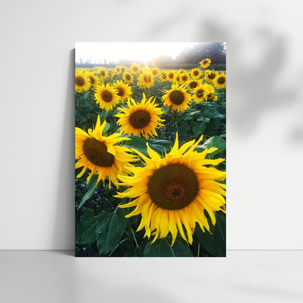 Sunny Sunflowers: Summer Field in Your Interior