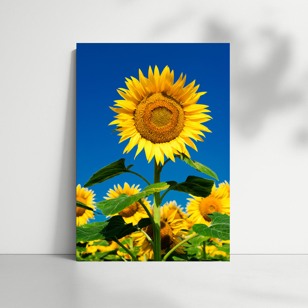 Sunny Sunflowers: Vibrant Wall Decoration