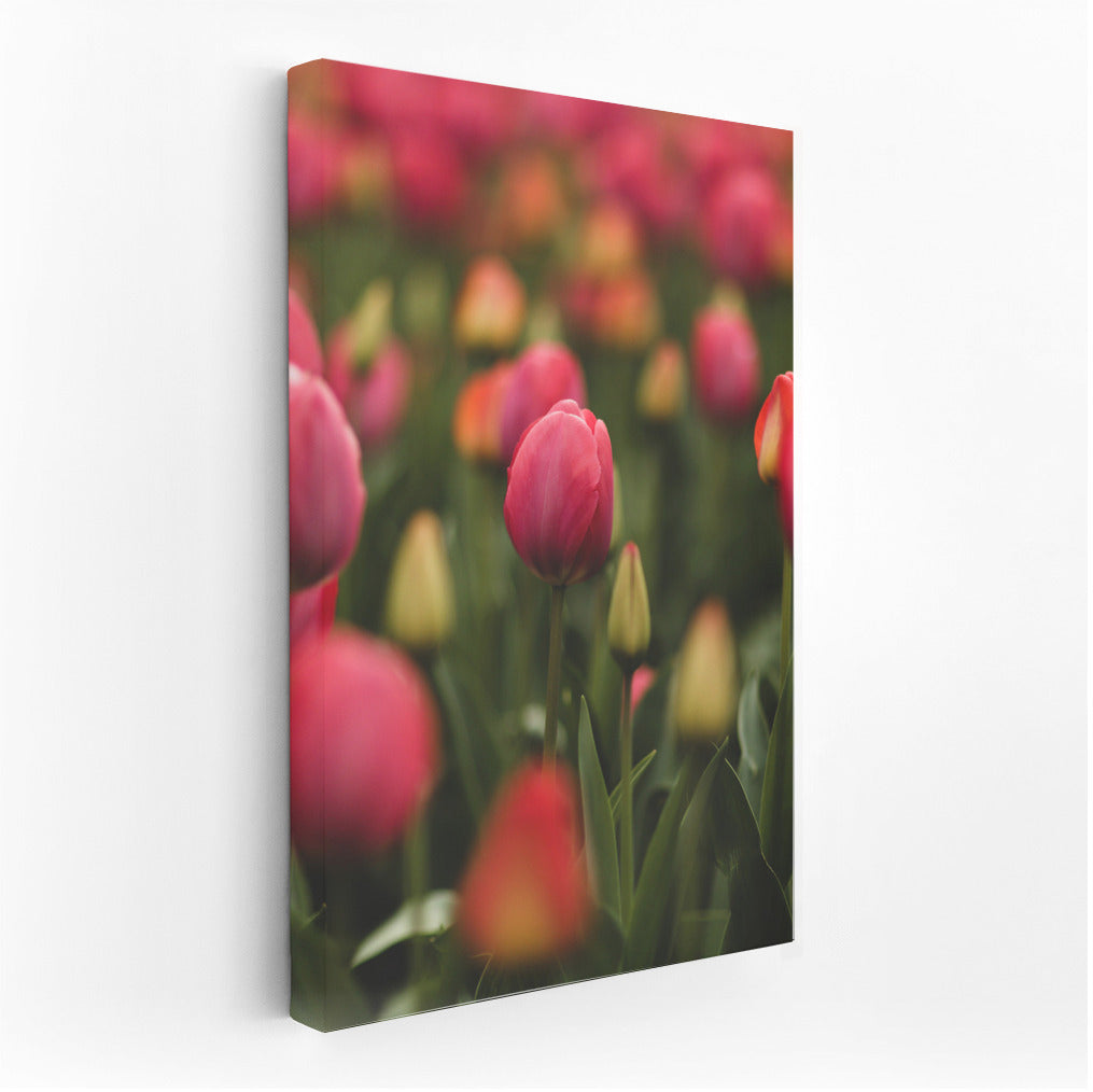 Tulips Pink Impression: Delicate Flowers for the Interior