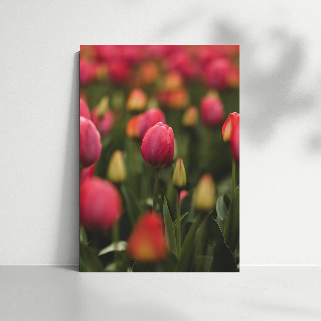 Tulips Pink Impression: Delicate Flowers for the Interior