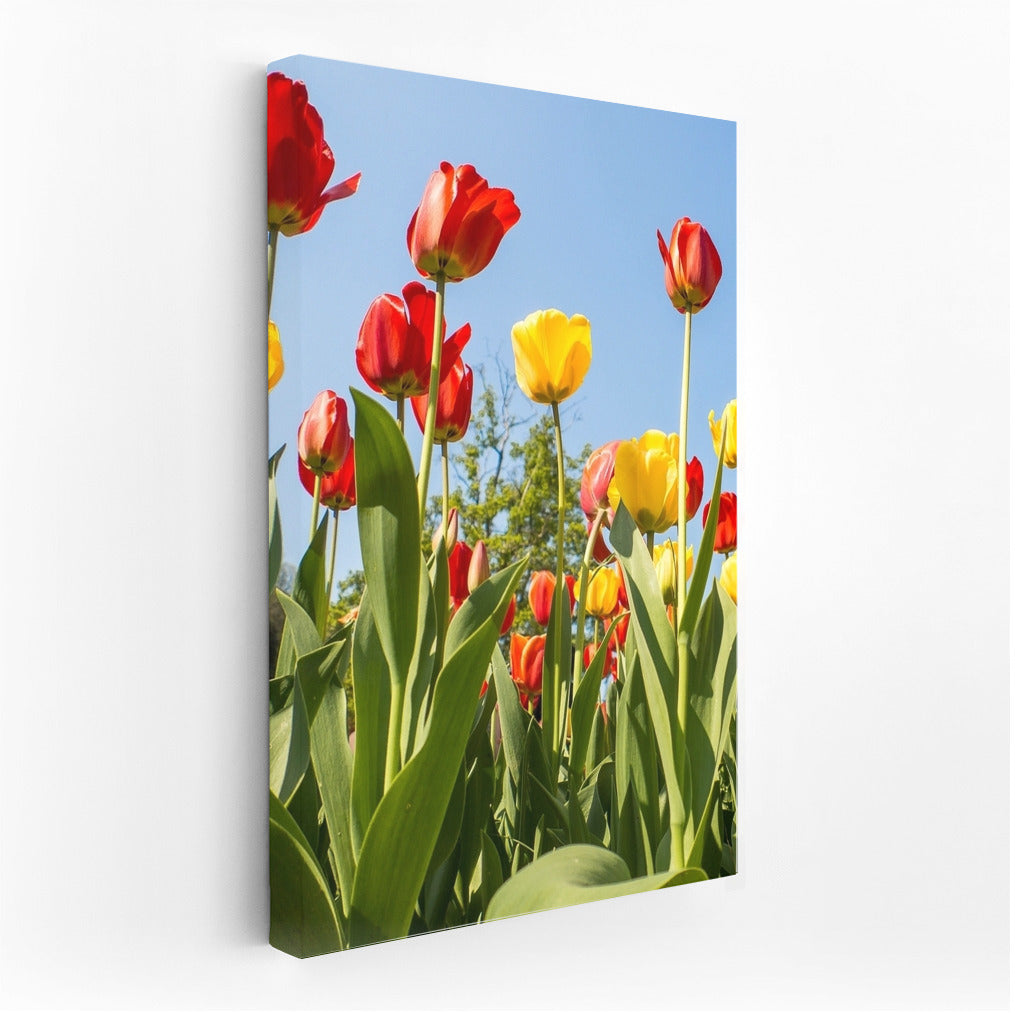 Sunny Tulips: Elegance of Floral Sparkle
