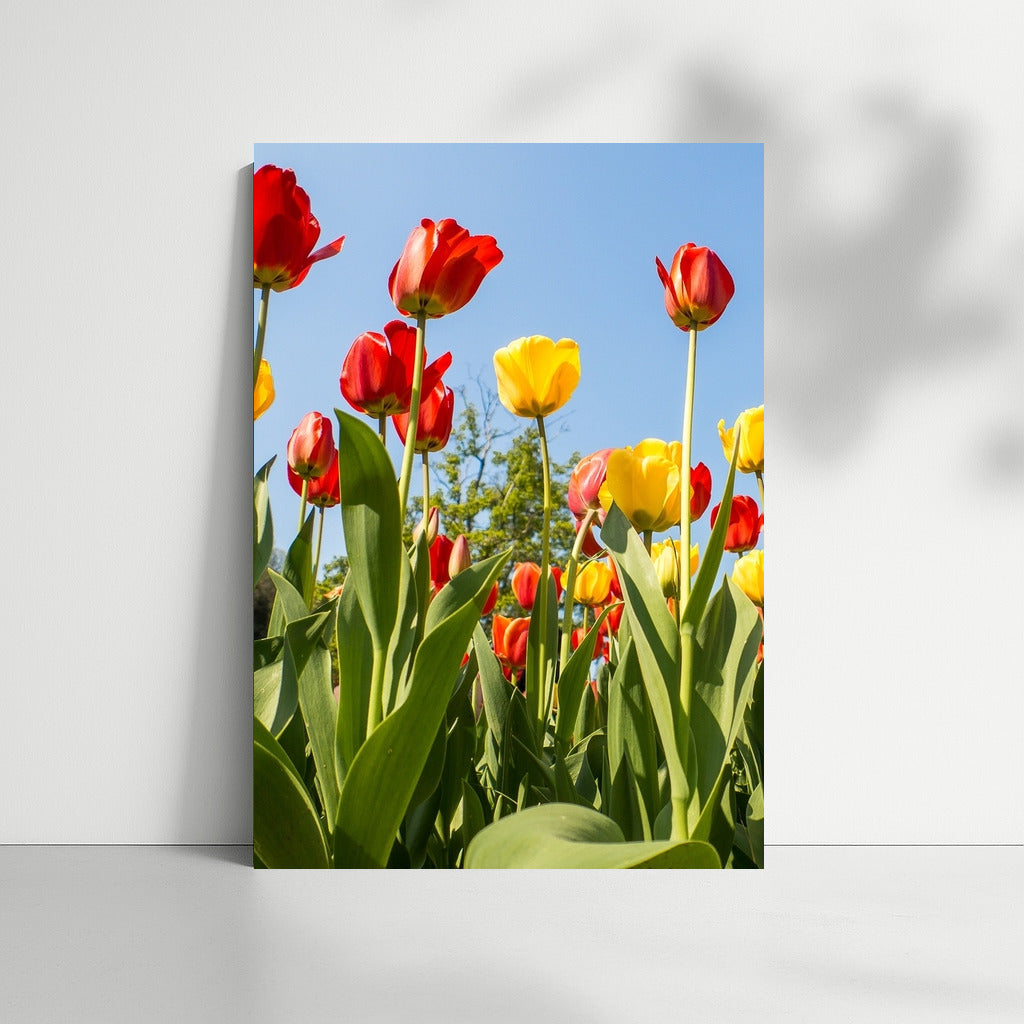 Sunny Tulips: Elegance of Floral Sparkle