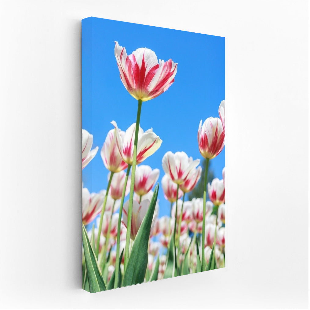 Spring Energy: Bright Darwin Tulips for Interiors
