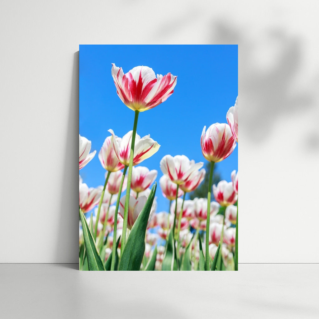 Spring Energy: Bright Darwin Tulips for Interiors