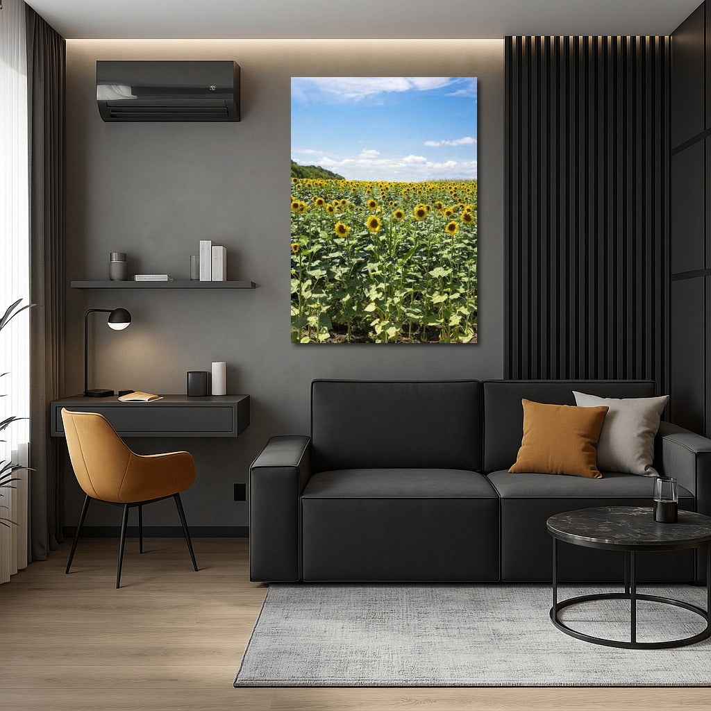 Summer Sun: Sunflower Field in Full Bloom