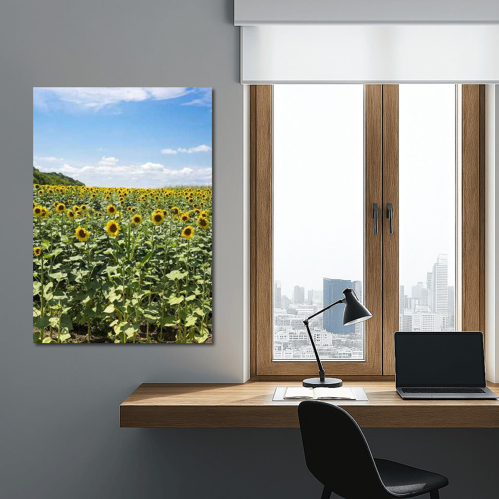 Summer Sun: Sunflower Field in Full Bloom