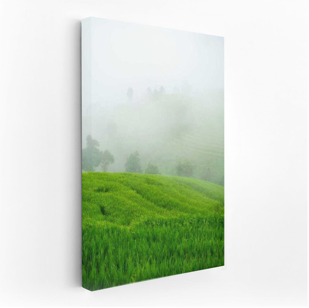 Misty Morning: Green Fields and Freshness