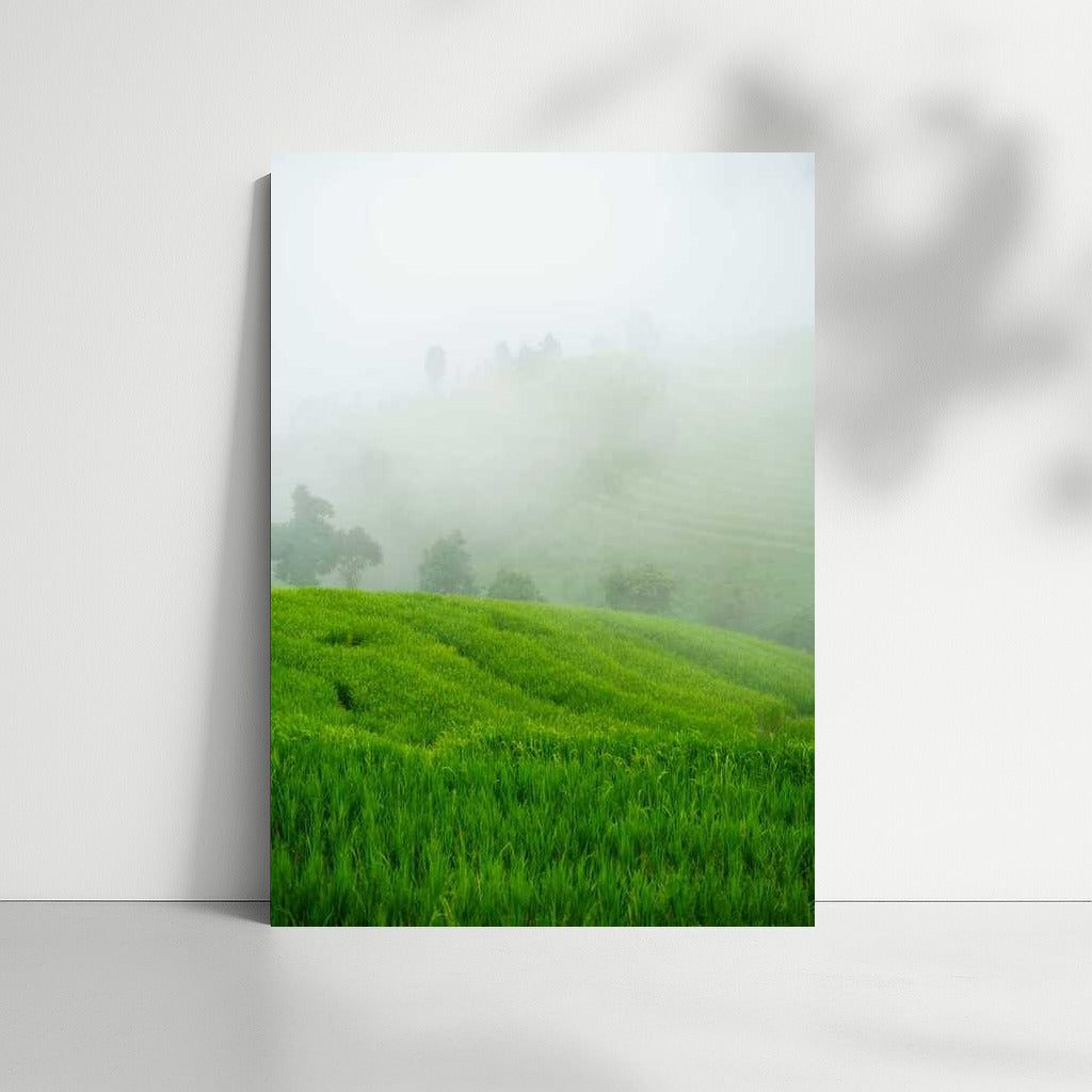 Misty Morning: Green Fields and Freshness
