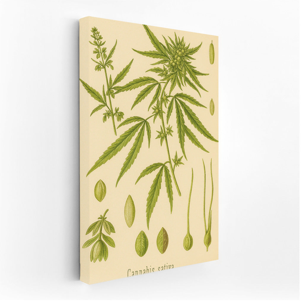 Elegant Botany: Cannabis Sativa for Harmony and Inspiration