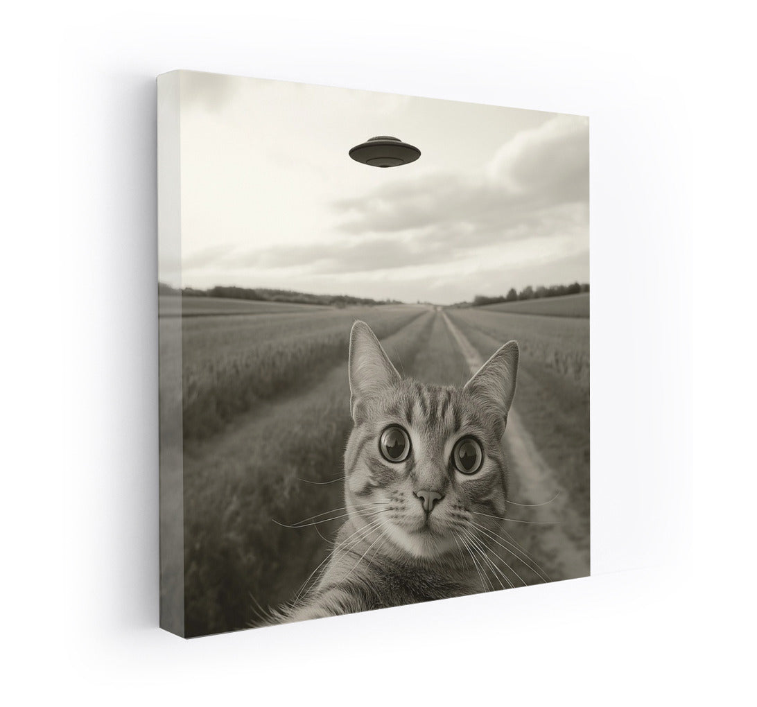 Space Purr