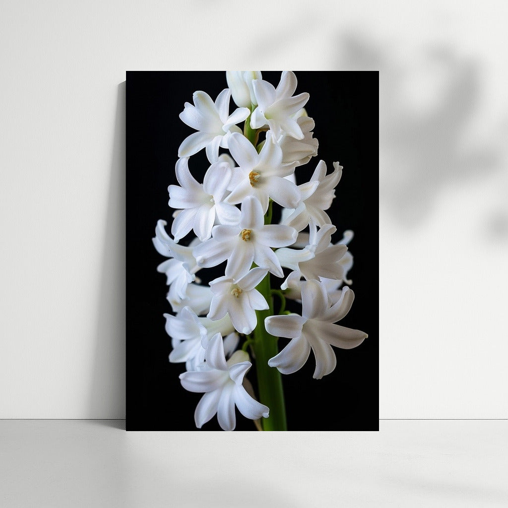 Snow White Hyacinth: Symphony of Freshness