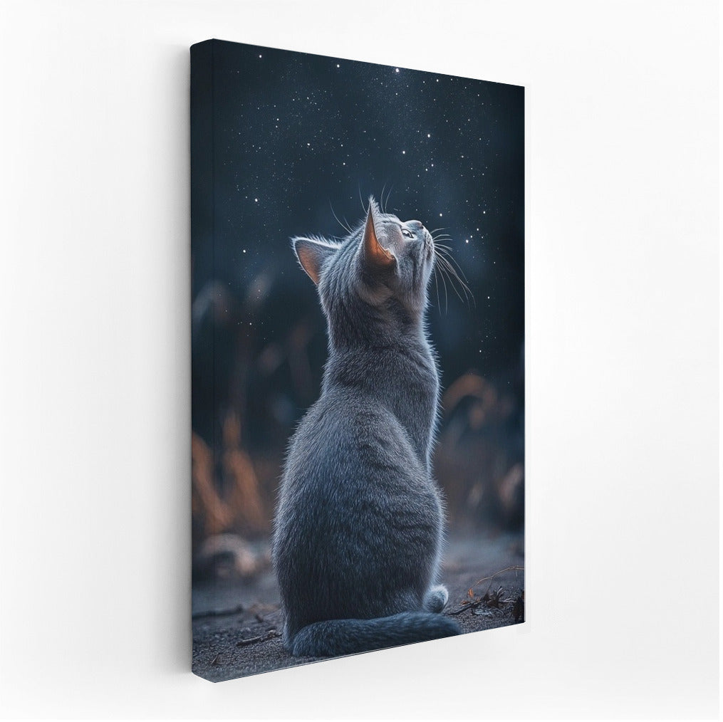 Kitten's Starry Dreams