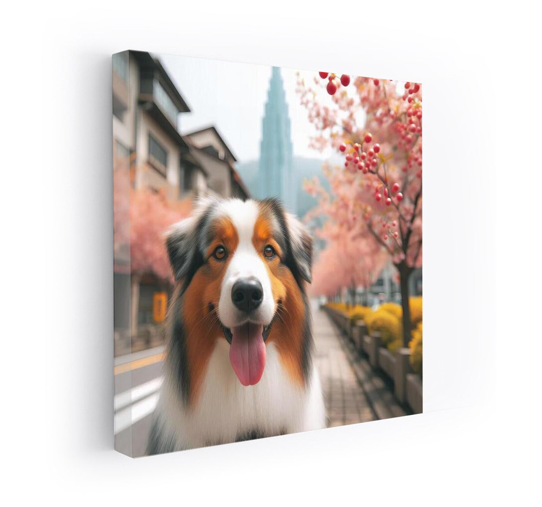 Australian Shepherd in Japan: Walking Among the Sakura