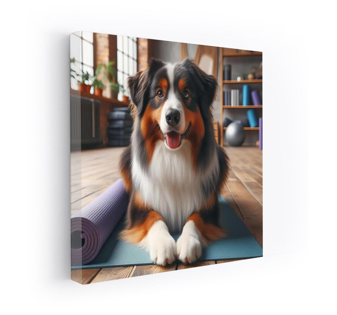 Australian Shepherd in Yoga Studio: Harmony and Style