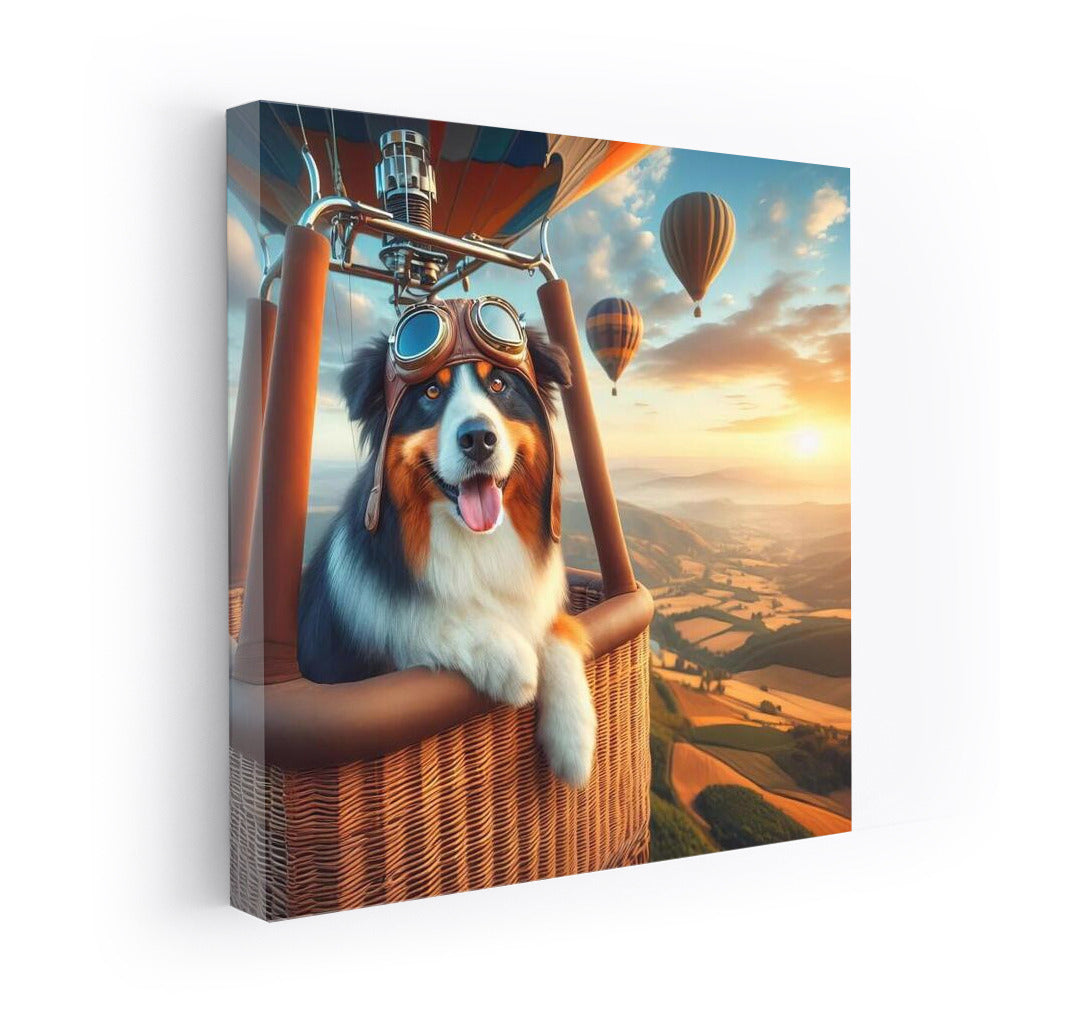 Australian Shepherd Pilot Takes Hot Air Balloon Flight: Scenic Journey