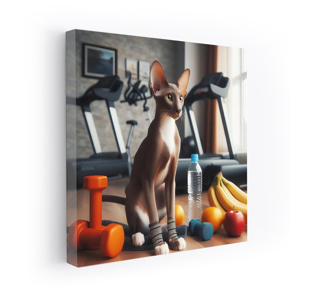 Oriental Shorthair in the gym: A cat in a world of dumbbells and fruits