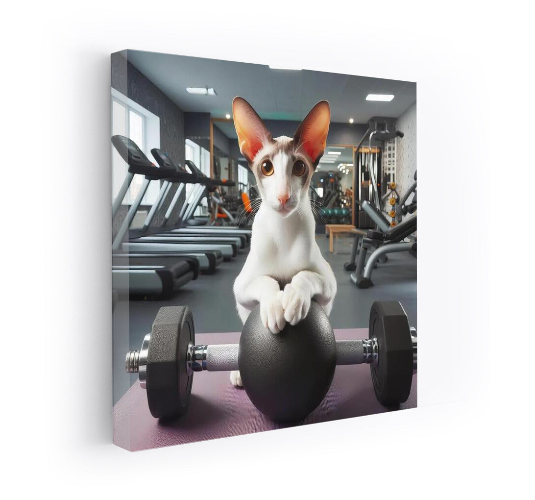 Fitness Cat: Oriental Shorthair in the Gym