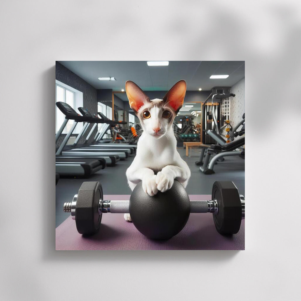 Fitness Cat: Oriental Shorthair in the Gym