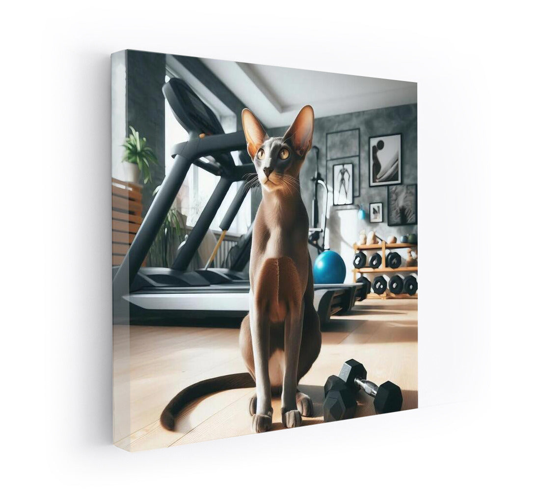 Grace Oriental Shorthair at the Fitness Room: Feline Charm on the Wall