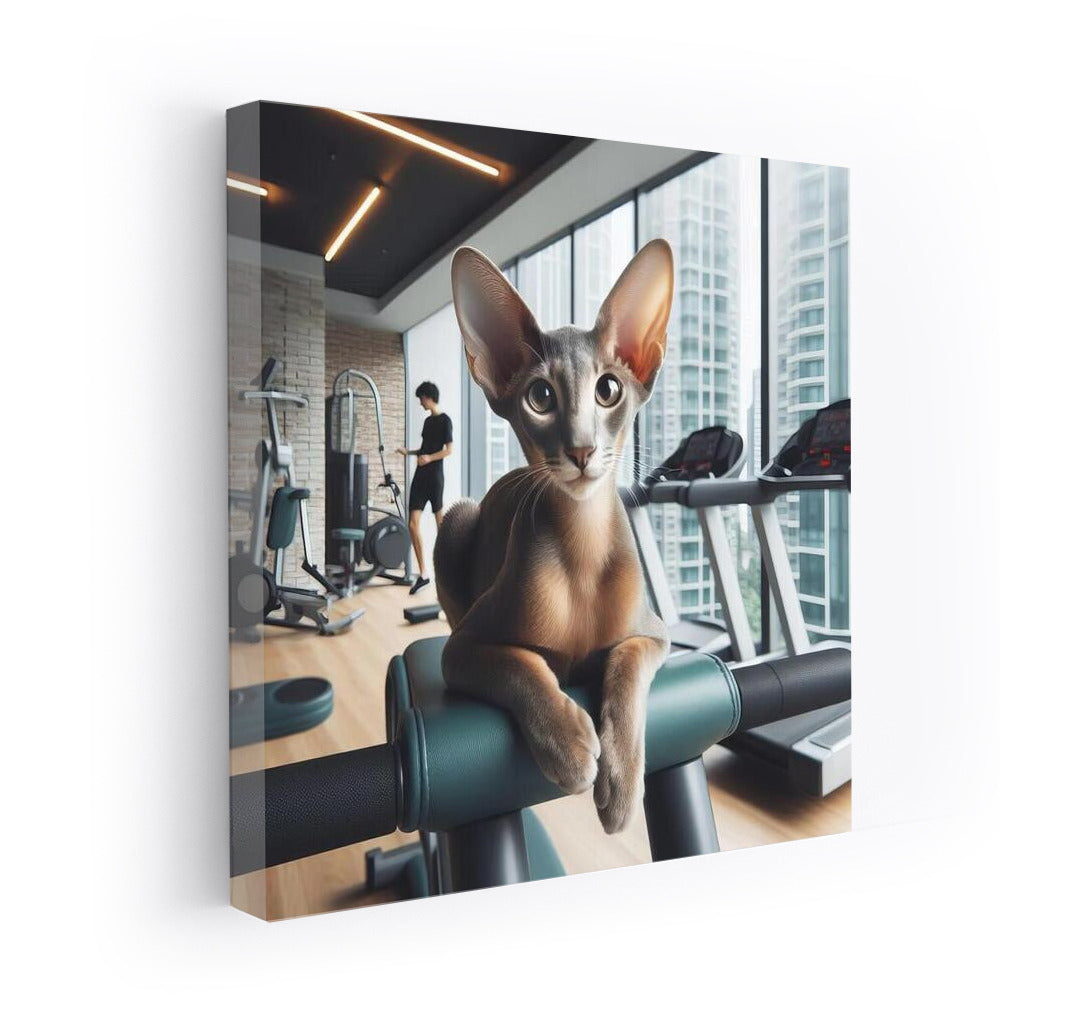 Fitness Cat: Oriental Shorthair Grace in the Gym