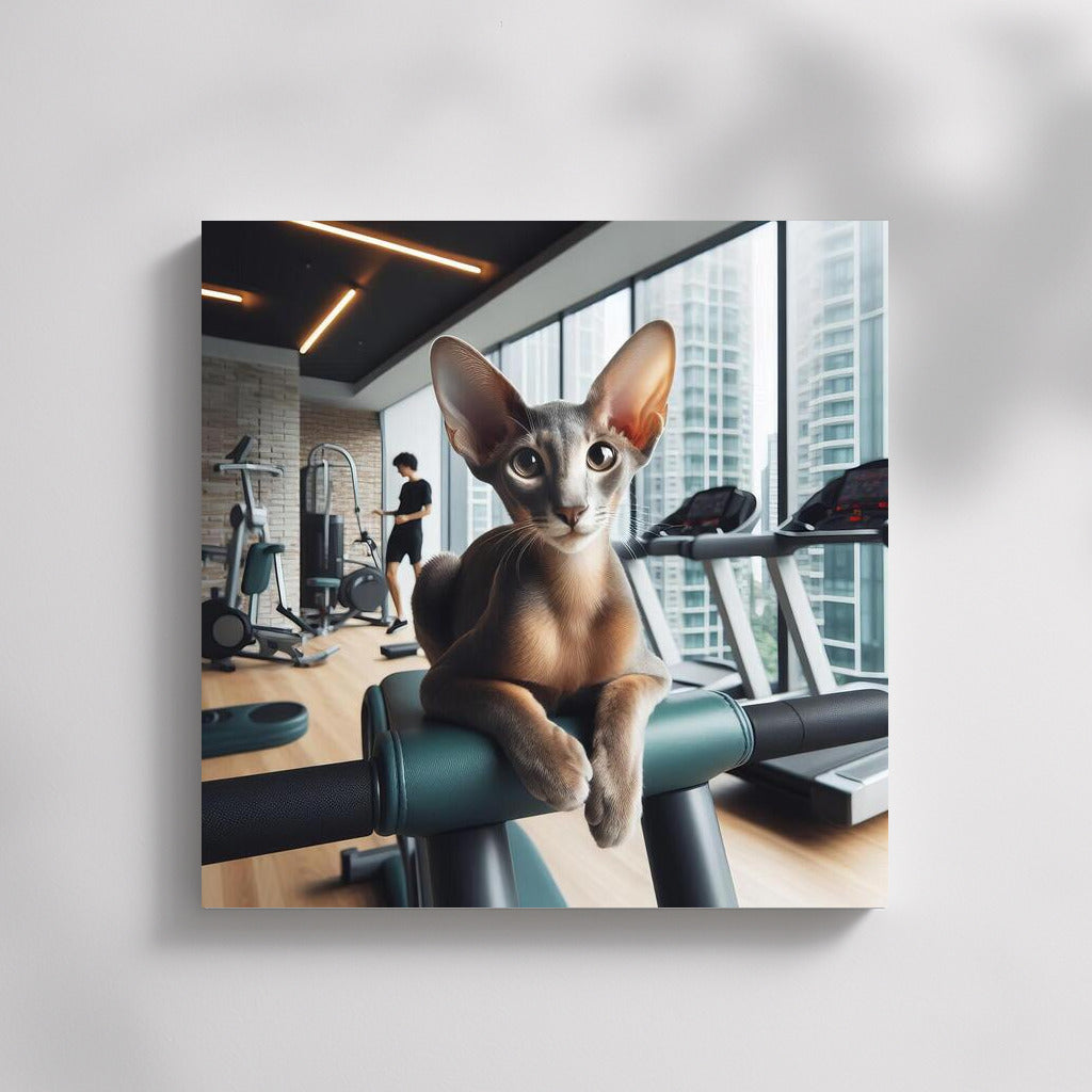 Fitness Cat: Oriental Shorthair Grace in the Gym