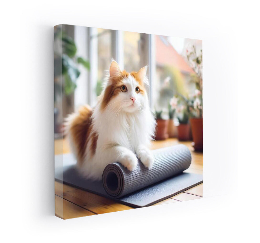 Turkish Van in Yoga Studio: Comfort and Harmony
