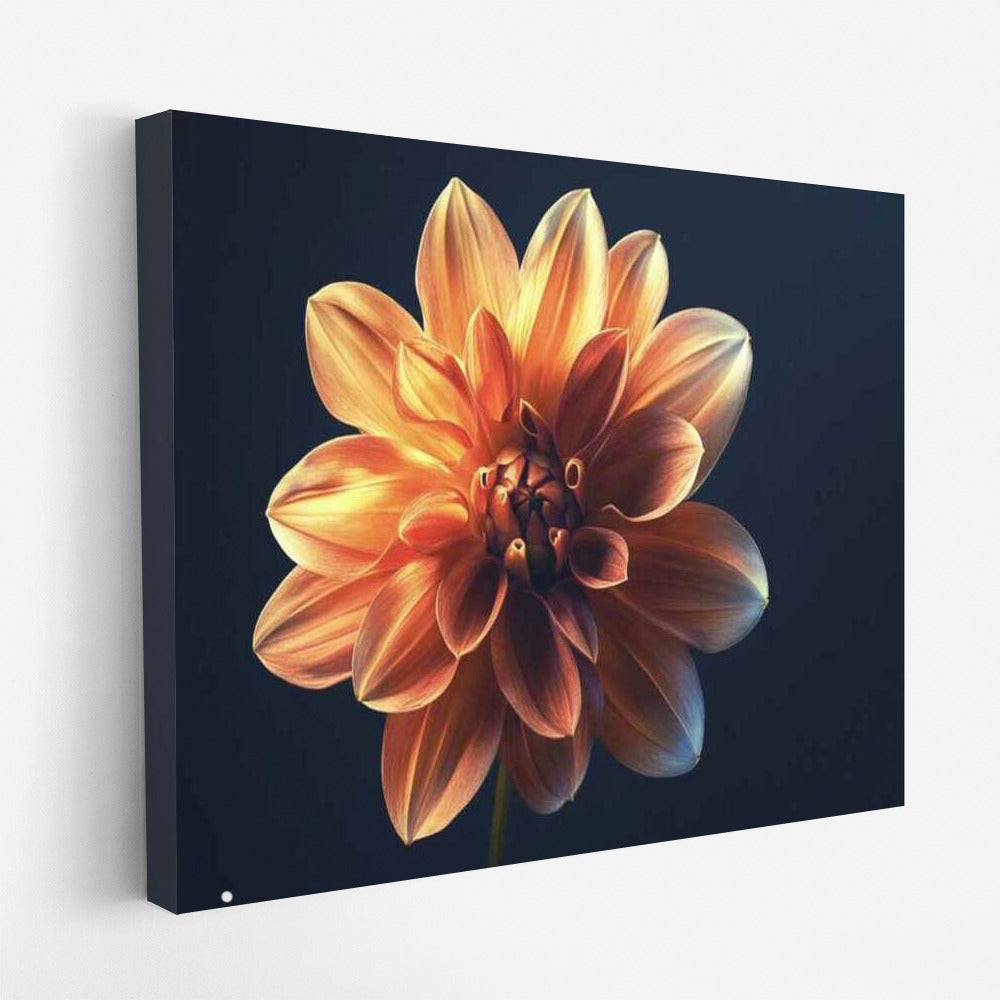 Elegant Dahlia: Single Flower for Comfort and Style