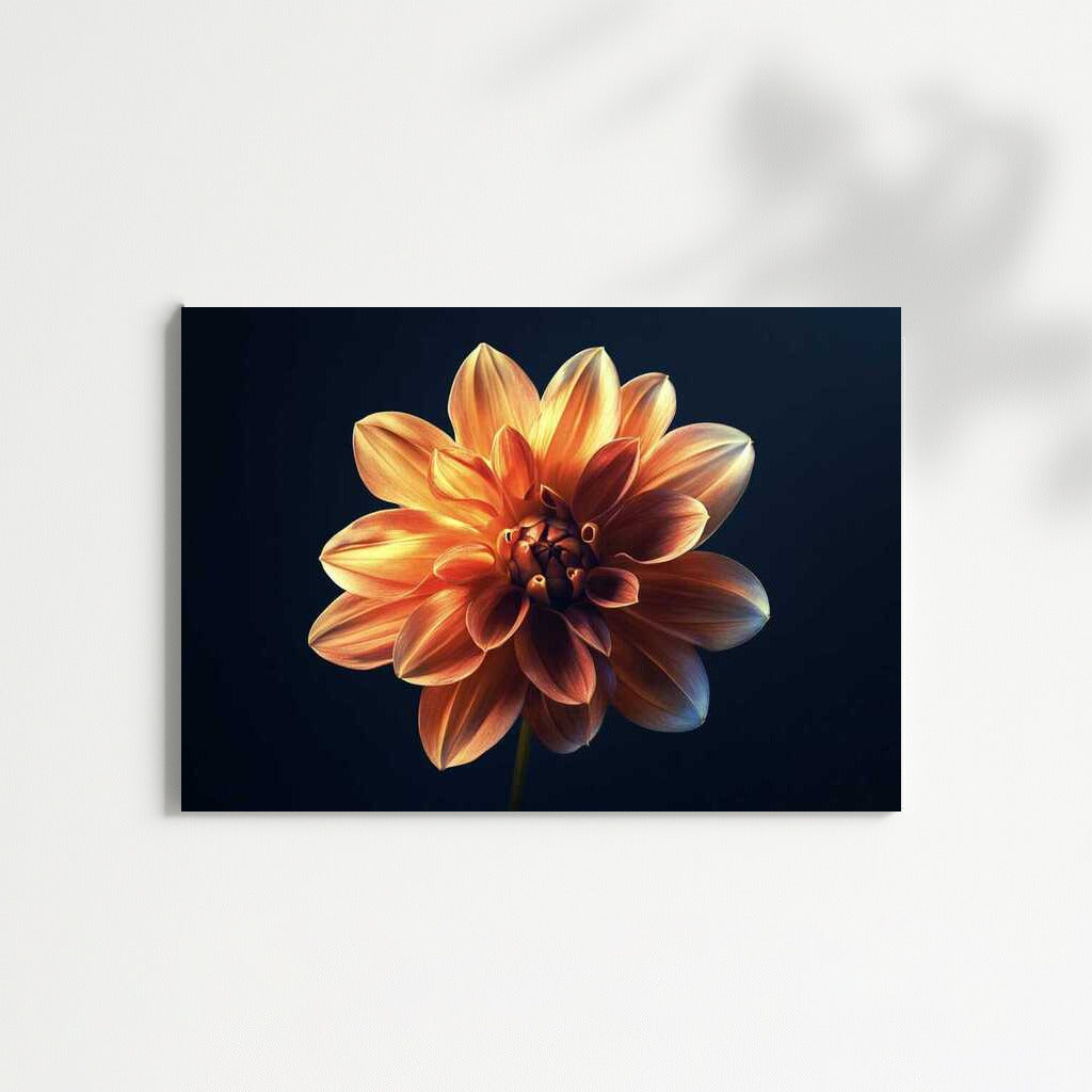 Elegant Dahlia: Single Flower for Comfort and Style