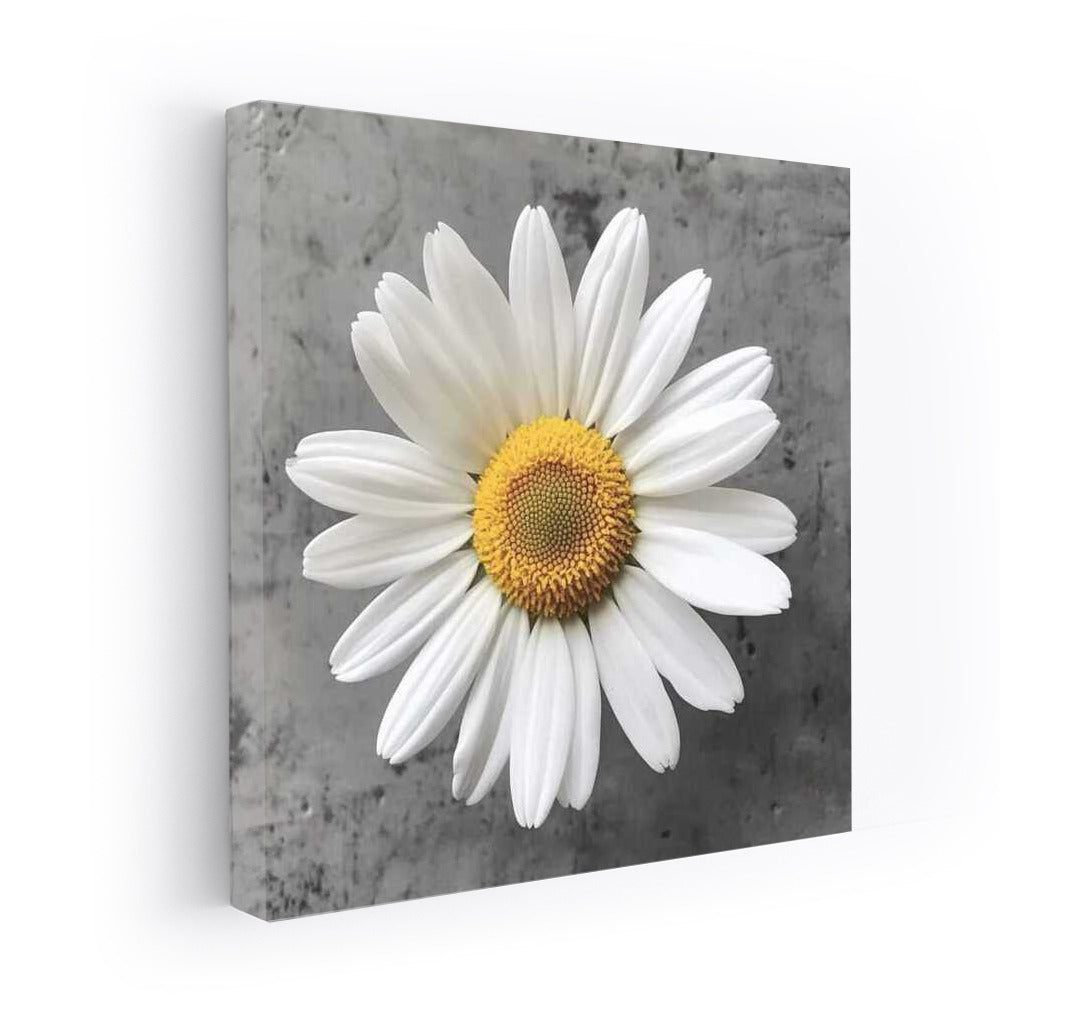 Snow-White Chamomile: Tenderness of Nature in the Interior