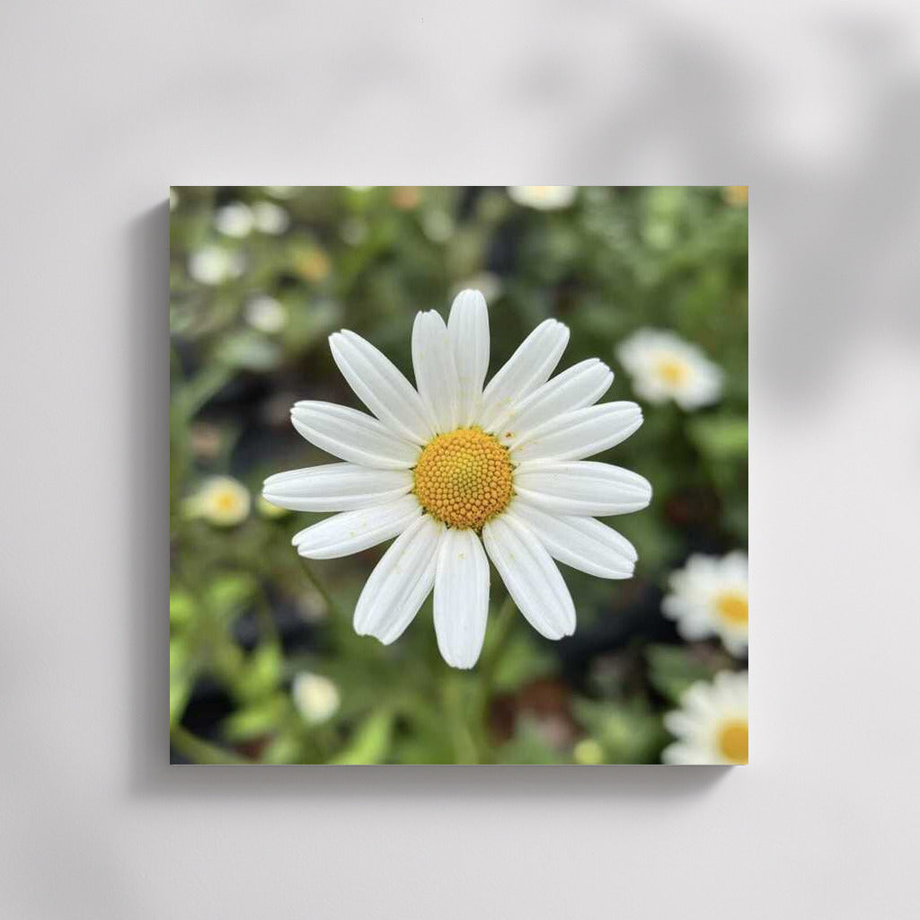 Snow-White Daisies: Tenderness of Petals