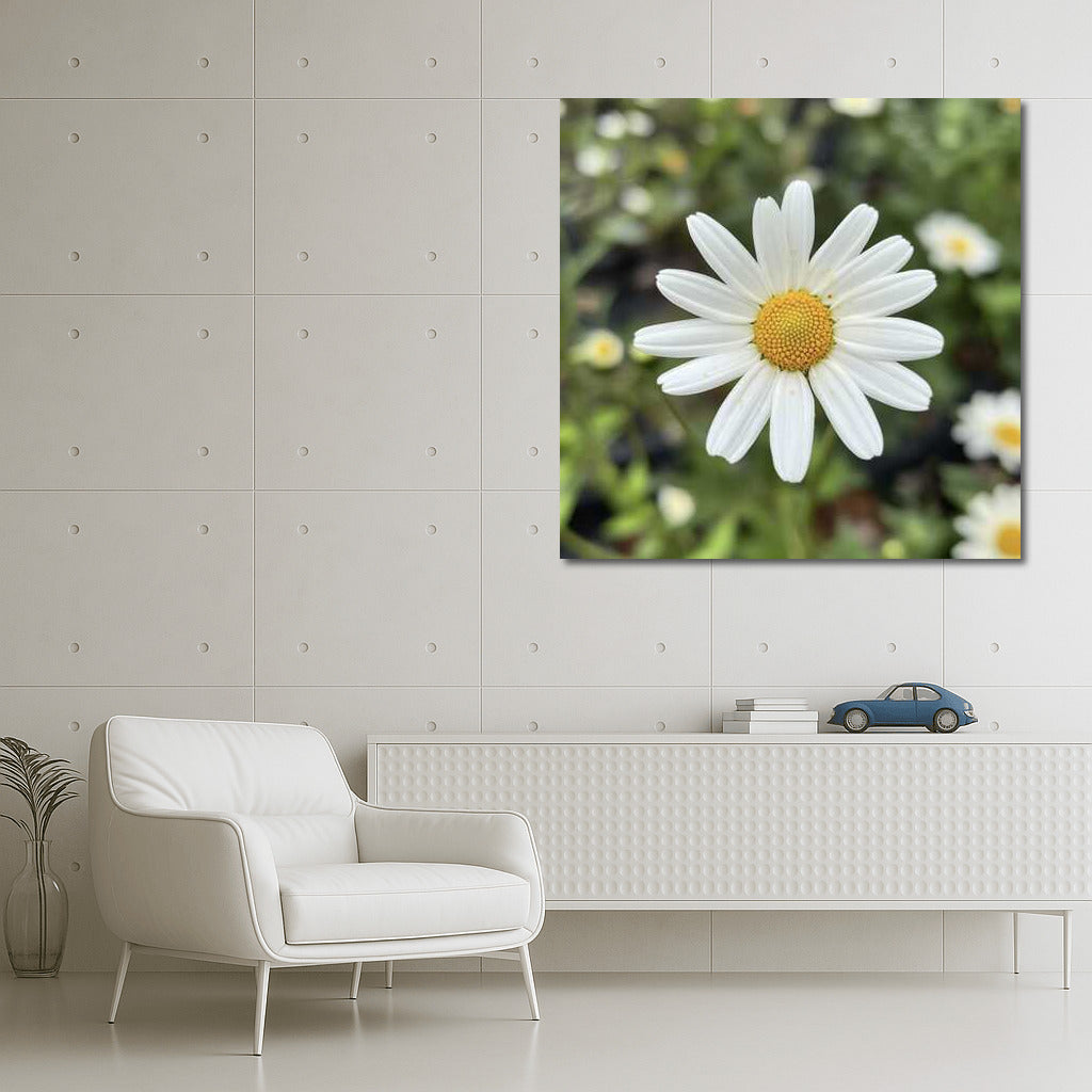 Snow-White Daisies: Tenderness of Petals