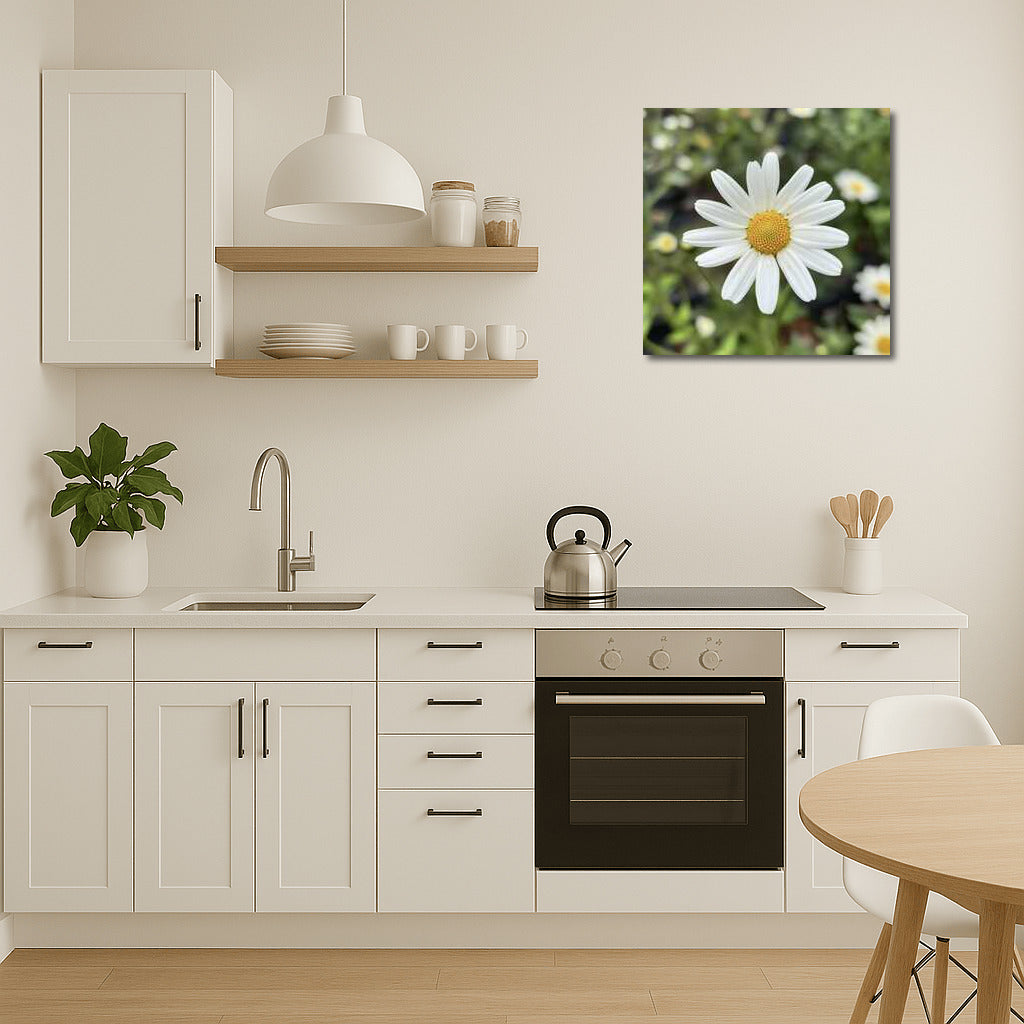 Snow-White Daisies: Tenderness of Petals