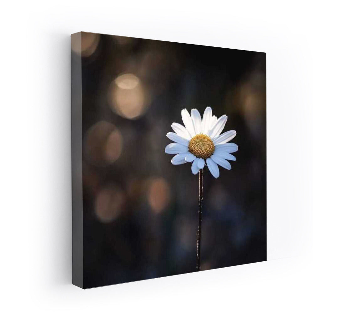 Chamomile Leicanthemum: Mysterious Floral Harmony for the Interior