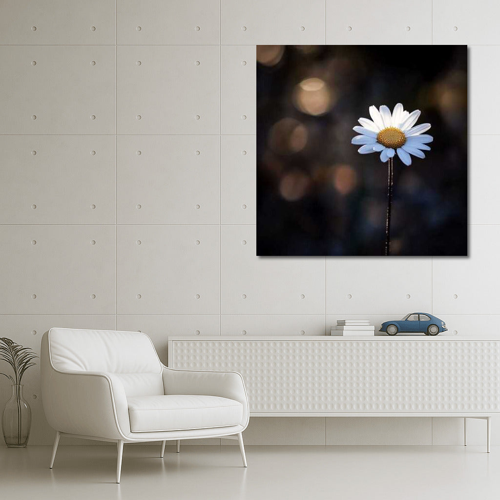 Chamomile Leicanthemum: Mysterious Floral Harmony for the Interior