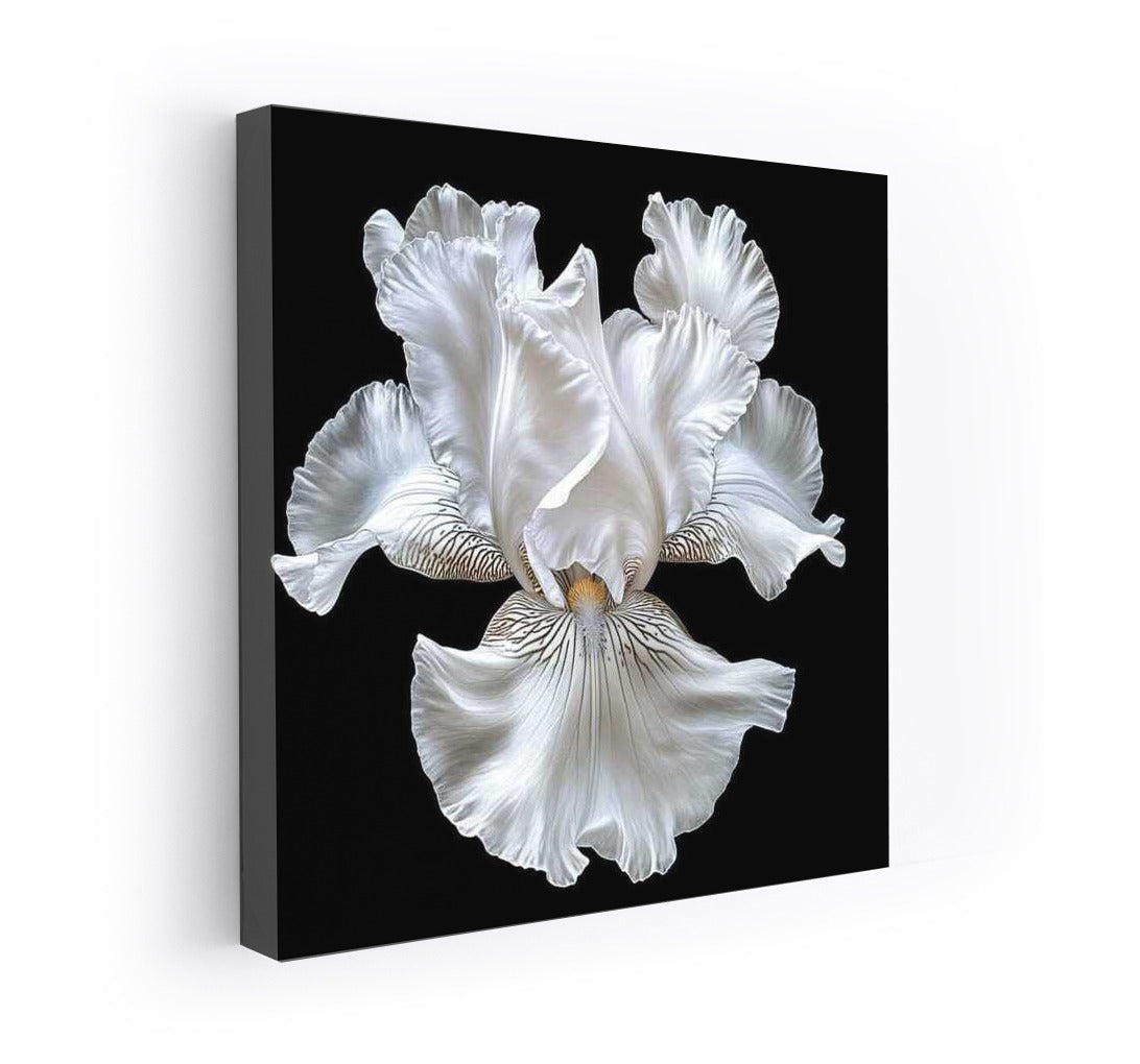 Snow White Iris: Nature's Glow in White Iridescent Pearl 1