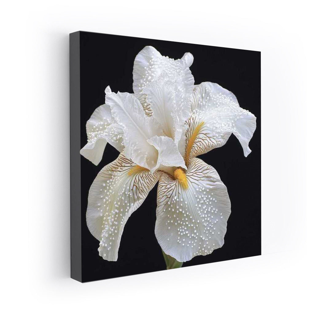 Iris White Pearl Shine: Elegant Flower for Interior