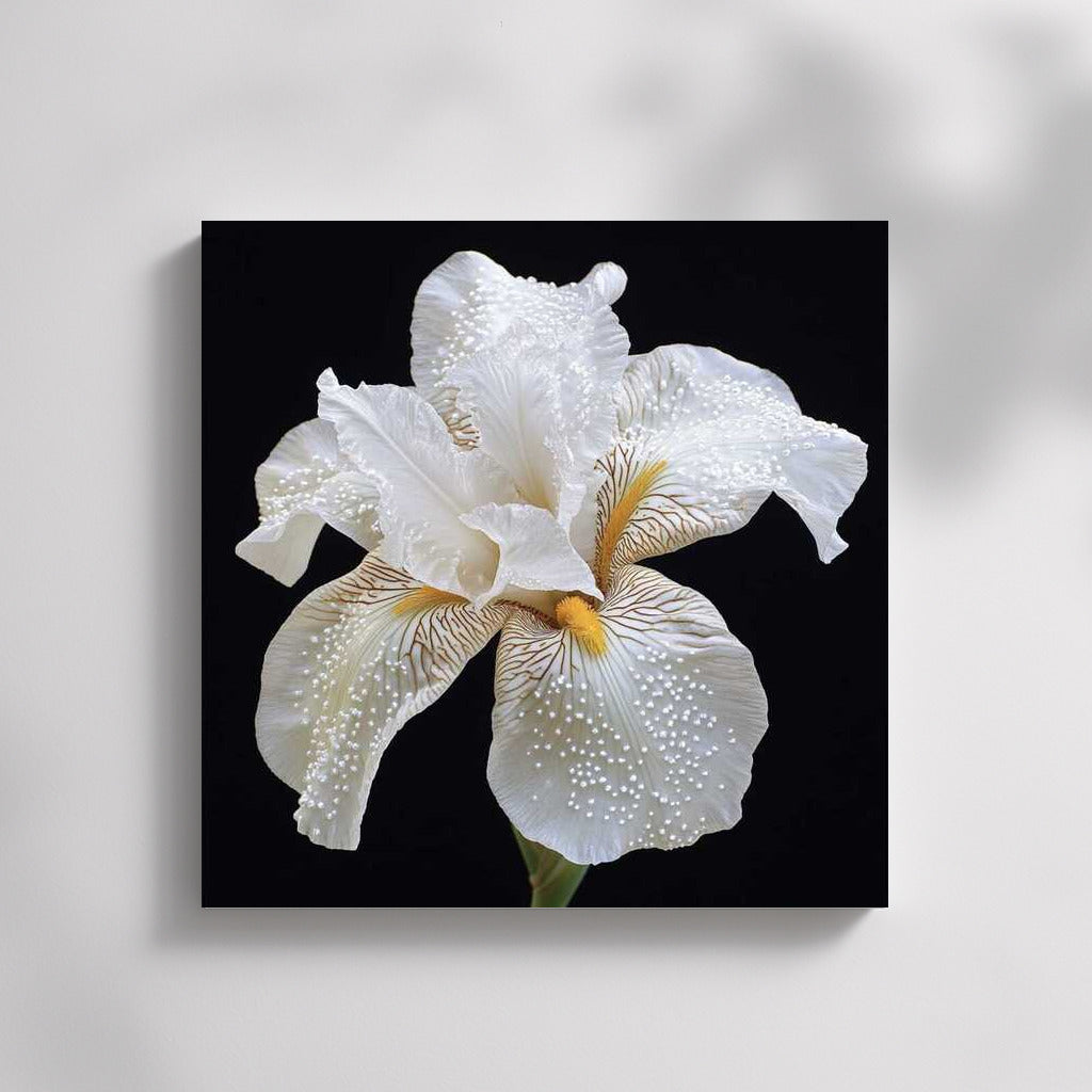Iris White Pearl Shine: Elegant Flower for Interior