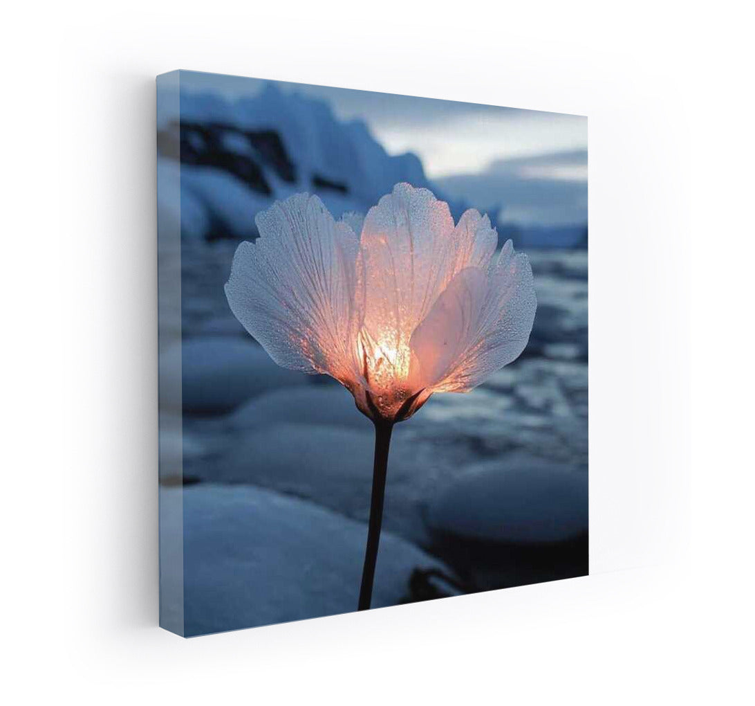 Glowing Antarctic Lotus: Warmth in the Cold