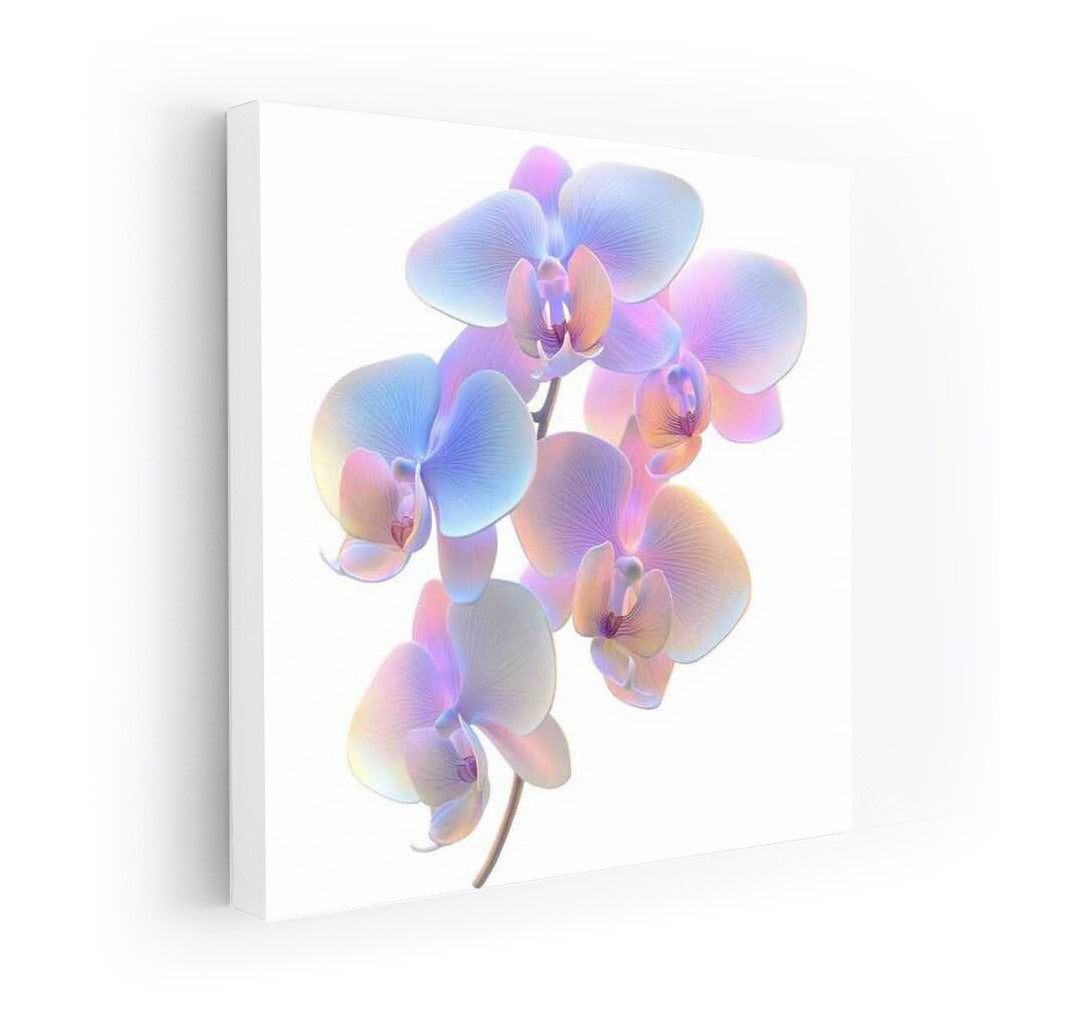 Phalaenopsis Orchid Bloom: A Mistake in Beauty