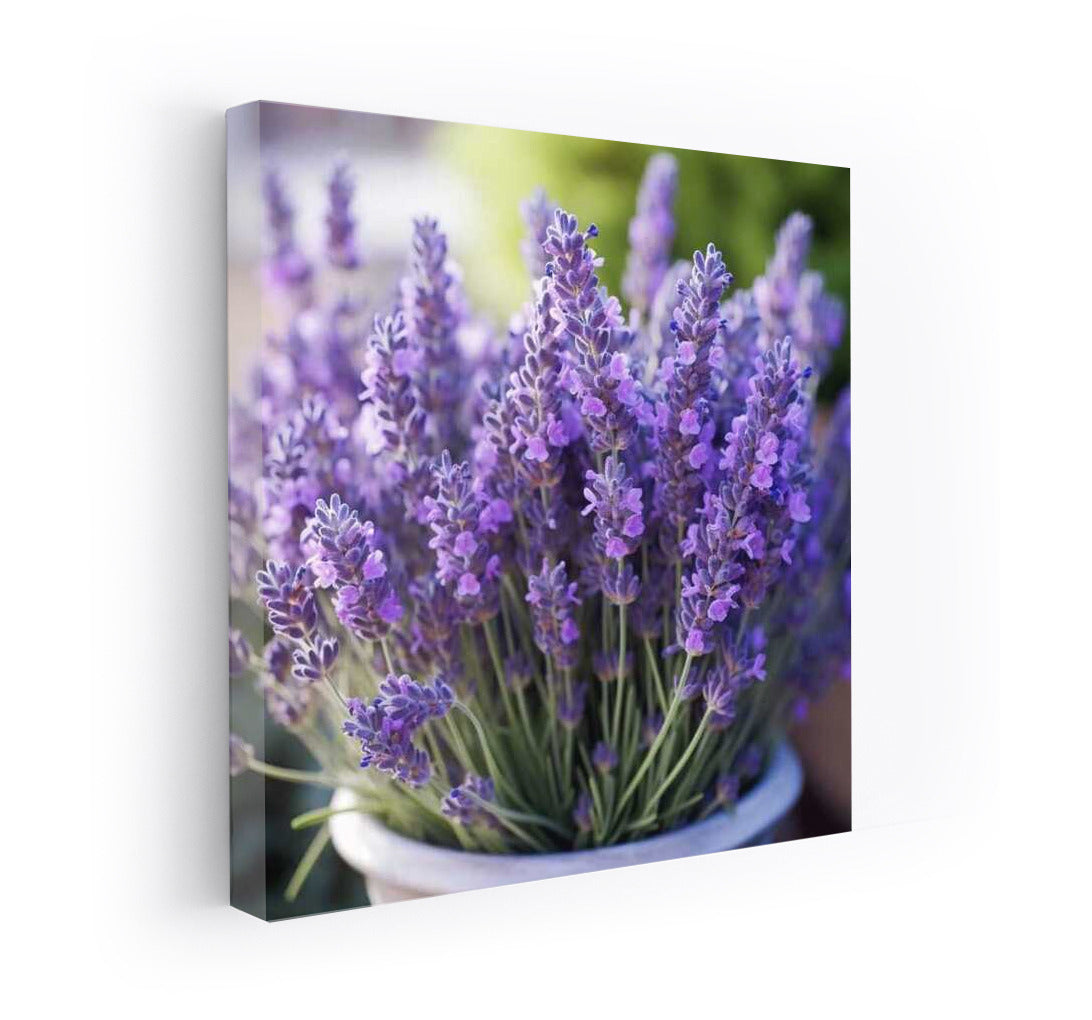 Wonderful Lavender Grosso: Provencal Magic in Your Interior