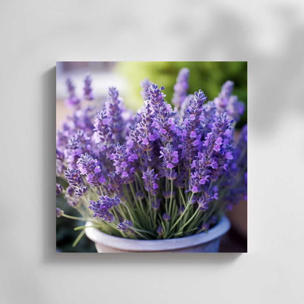 Wonderful Lavender Grosso: Provencal Magic in Your Interior