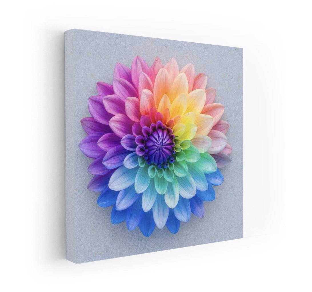Rainbow Dahlia: Floral Explosion on the Wall